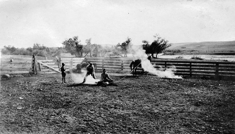 Men branding cattle (from the Douglas County, Colorado archives)